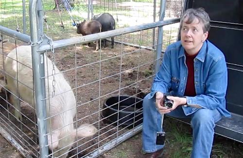 Pig 3 